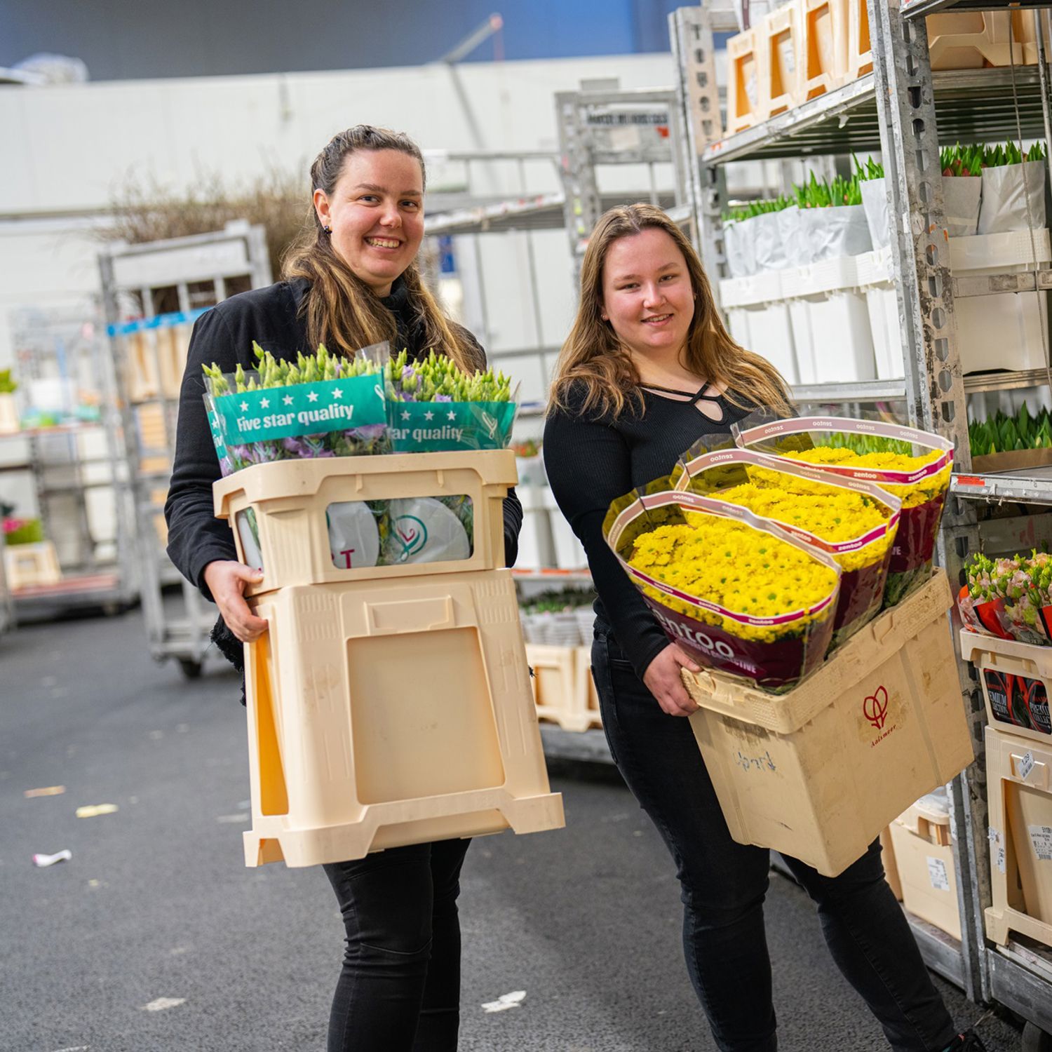 drie giraffes in achter een hek